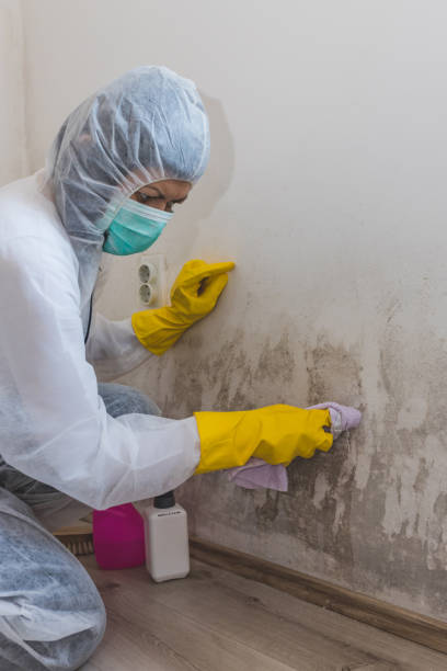 Best Mold Documentation for Insurance Claims  in Spring Valley Village, TX